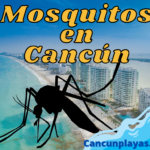 Mosquitos en Cancún. Medidas de prevención antes del viaje.